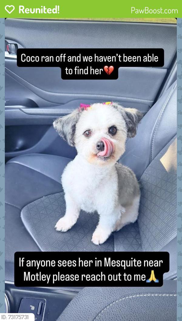 Reunited Female Dog last seen Motley & Oates Mesquite, TX, Mesquite, TX 75150
