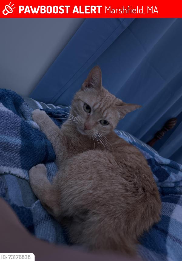 Lost Female Cat last seen Last seen near Taylor Lumbers, Marshfield, MA 02050
