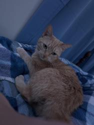 Lost Female Cat last seen Last seen near Taylor Lumbers, Marshfield, MA 02050