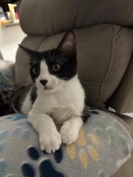 Reunited Female Cat last seen Atlantis ave, fort Pierce, Fort Pierce, FL 34981