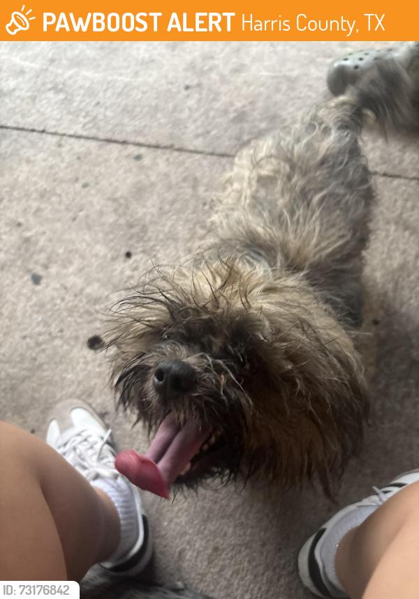Found/Stray Male Dog last seen Entrance of neighborhood, Harris County, TX 77388