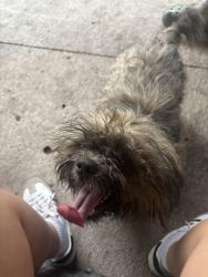 Found/Stray Male Dog last seen Entrance of neighborhood, Harris County, TX 77388