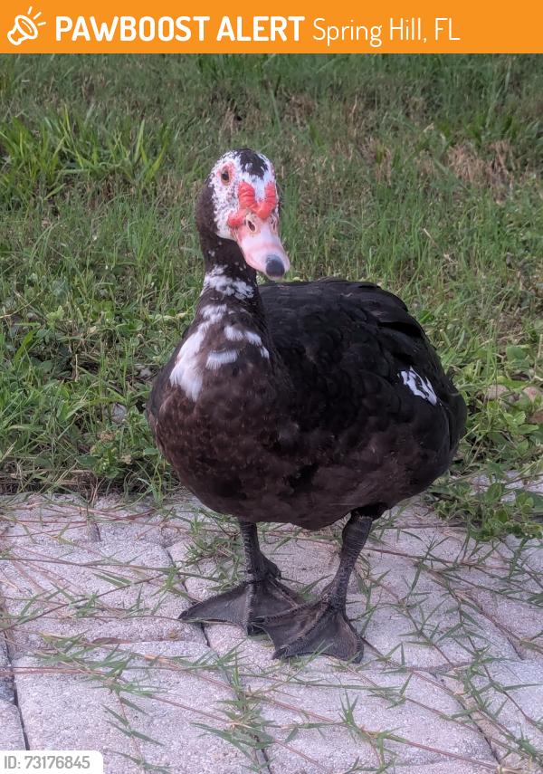 Found/Stray Male Bird last seen Cressida Circle, Spring Hill, FL 34609