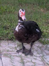 Found/Stray Male Bird last seen Cressida Circle, Spring Hill, FL 34609
