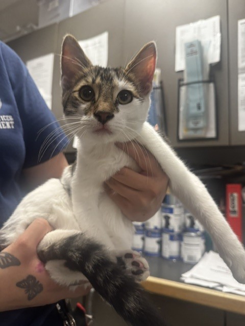 Shelter Stray Male Cat last seen , 14409 Vanowen St, Van Nuys, CA 91405, USA