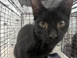 Shelter Stray Male Cat last seen , 957 N Gaffey St, San Pedro, CA 90731, USA