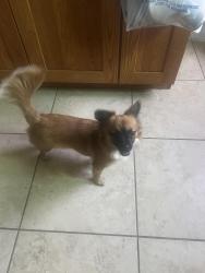 Found/Stray Male Dog last seen Vista Hills/ Northern, Rio Rancho, NM 87124