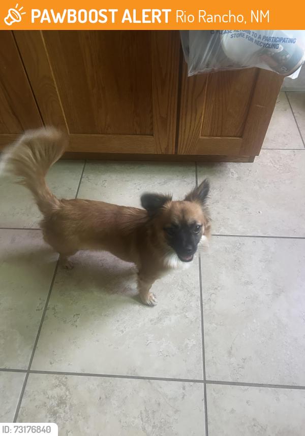 Found/Stray Male Dog last seen Vista Hills/ Northern, Rio Rancho, NM 87124