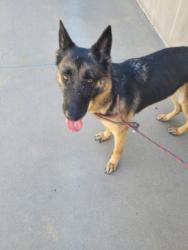 Shelter Stray Female Dog last seen , 957 N Gaffey St, San Pedro, CA 90731, USA