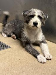 Shelter Stray Male Dog last seen , 38550 Sierra Hwy, Palmdale, CA 93550, USA