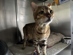 Shelter Stray Male Cat last seen Near BLOCK MARINE ALLEY, 1640 9th St, Santa Monica, CA 90404, USA