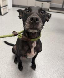 Shelter Stray Female Dog last seen Near, 2600 S Harding St, Indianapolis, IN 46221, USA