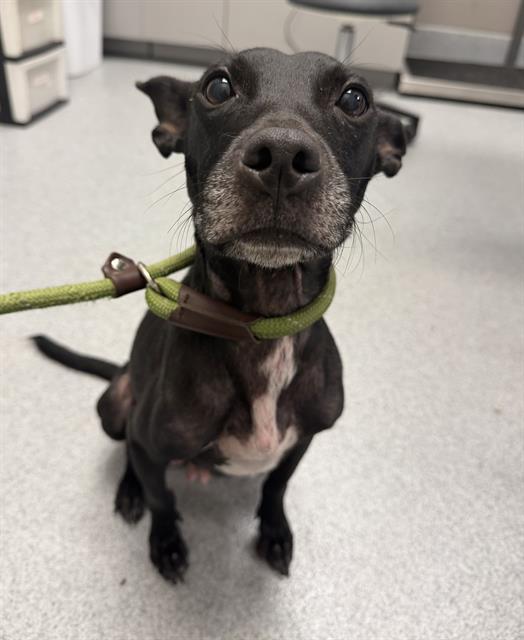 Shelter Stray Female Dog last seen Near, 2600 S Harding St, Indianapolis, IN 46221, USA
