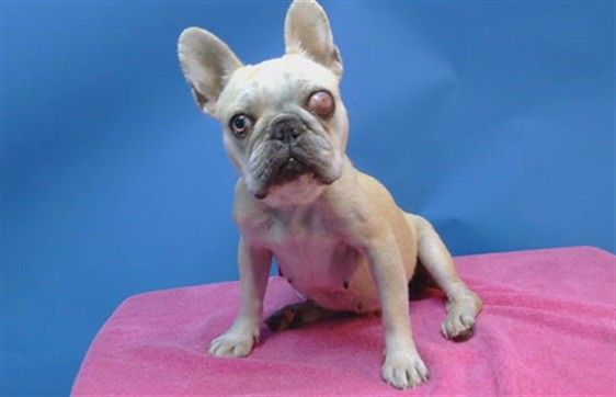 Shelter Stray Female Dog last seen , 216 W Victoria St, Gardena, CA 90248, USA