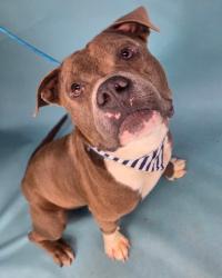 Shelter Stray Male Dog last seen Near BLOCK MALAGA RD, BAKERSFIELD CA 93307, 3951 Fruitvale Ave, Bakersfield, CA 93308, USA