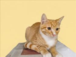 Shelter Stray Male Cat last seen , 1850 W 60th St, Los Angeles, CA 90047, USA