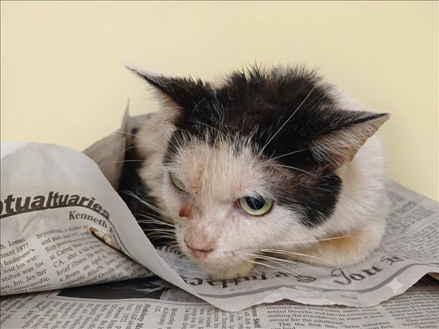Shelter Stray Male Cat last seen , 1850 W 60th St, Los Angeles, CA 90047, USA