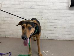 Shelter Stray Male Dog last seen Near BLOCK E 2ND ST,, 333 Chandler Pl, San Bernardino, CA 92408, USA