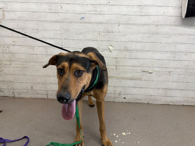 Shelter Stray Male Dog last seen Near BLOCK E 2ND ST,, 333 Chandler Pl, San Bernardino, CA 92408, USA
