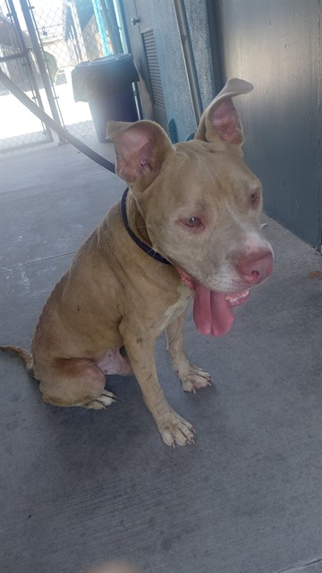 Shelter Stray Male Dog last seen , 4275 Elton St, Baldwin Park, CA 91706, USA