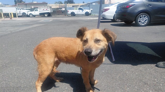 Shelter Stray Female Dog last seen , 4275 Elton St, Baldwin Park, CA 91706, USA