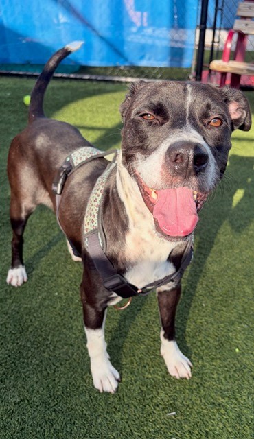 Shelter Stray Male Dog last seen Near BLOCK E 7TH AVE, 3599 NW 79th Ave, Doral, FL 33122, USA