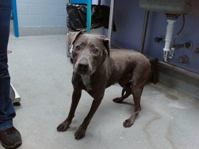Shelter Stray Female Dog last seen RAINBOW & PASEO DEL NORTE, 11800 Sunset Gardens Rd SW, Albuquerque, NM 87121, USA