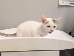 Shelter Stray Male Cat last seen Near BLOCK NE 11TH ST, BELLEVUE WA 98008, 21615 64th Ave S, Kent, WA 98032, USA