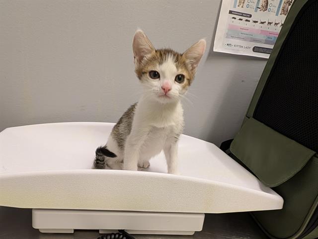 Shelter Stray Female Cat last seen Near BLOCK NE 11TH ST, BELLEVUE WA 98008, 21615 64th Ave S, Kent, WA 98032, USA