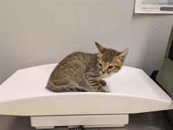 Shelter Stray Male Cat last seen Near BLOCK NE 11TH ST, BELLEVUE WA 98008, 21615 64th Ave S, Kent, WA 98032, USA