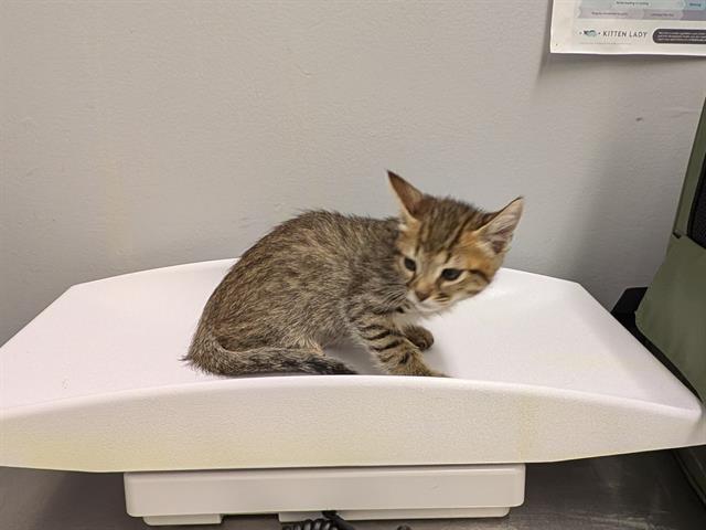 Shelter Stray Male Cat last seen Near BLOCK NE 11TH ST, BELLEVUE WA 98008, 21615 64th Ave S, Kent, WA 98032, USA