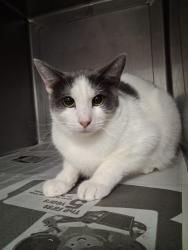 Shelter Stray Male Cat last seen , West Valley Animal Shelter, 20655 Plummer St, Chatsworth, CA 91311, USA
