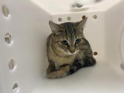 Shelter Stray Female Cat last seen Near BLOCK N 60TH ST, 3839 W Burnham St, West Milwaukee, WI 53215, USA