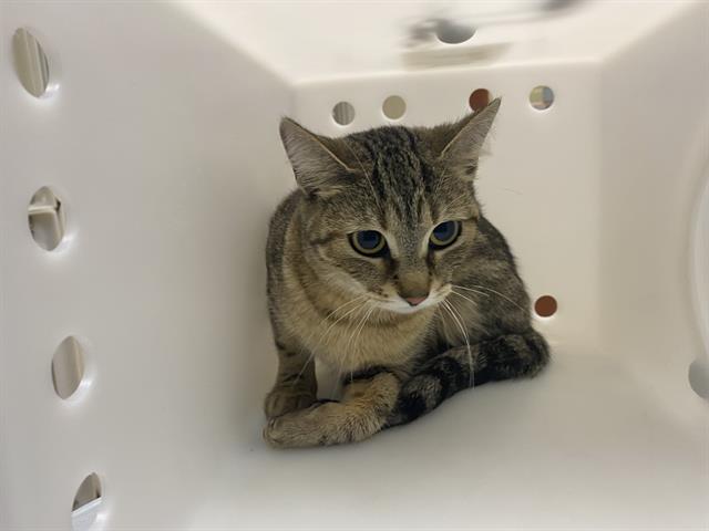 Shelter Stray Female Cat last seen Near BLOCK N 60TH ST, 3839 W Burnham St, West Milwaukee, WI 53215, USA