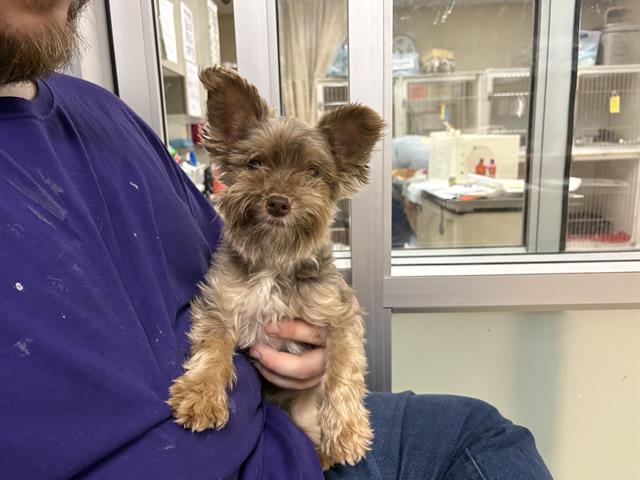 Shelter Stray Male Dog last seen Near BLOCK S 15TH ST, 3839 W Burnham St, West Milwaukee, WI 53215, USA