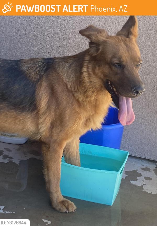 Found/Stray Female Dog last seen Near W. Tierra Buena Ln., Phoenix, AZ 85023