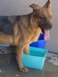 Found/Stray Female Dog last seen Near W. Tierra Buena Ln., Phoenix, AZ 85023