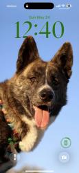 Reunited Male Dog last seen Near Park Blvd, San Diego, CA 92103, USA, San Diego, CA 92103