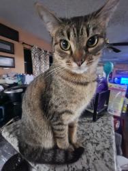 Reunited Female Cat last seen Brazoswood vetinary clinic, Lake Jackson, TX 77566