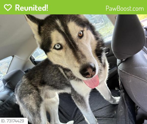 Reunited Male Dog last seen 88th and Michigan, Chicago, IL 60619