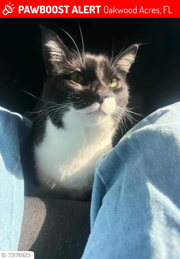 Lost Male Cat last seen Oak street, Oakwood Acres, FL 34669