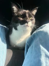 Lost Male Cat last seen Oak street, Oakwood Acres, FL 34669