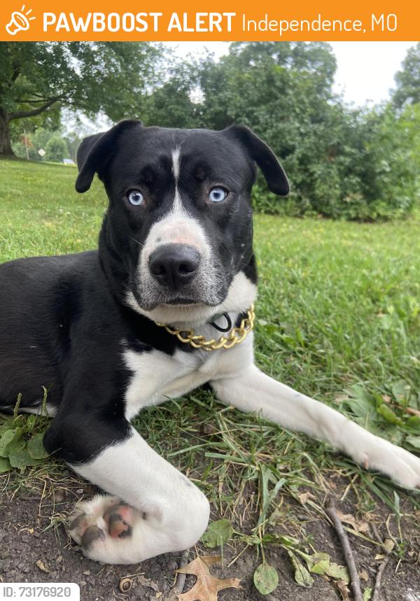 Found/Stray Male Dog last seen Blue ridge community of christ church, Independence, MO 64052