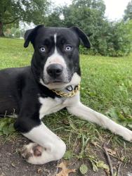 Found/Stray Male Dog last seen Blue ridge community of christ church, Independence, MO 64052