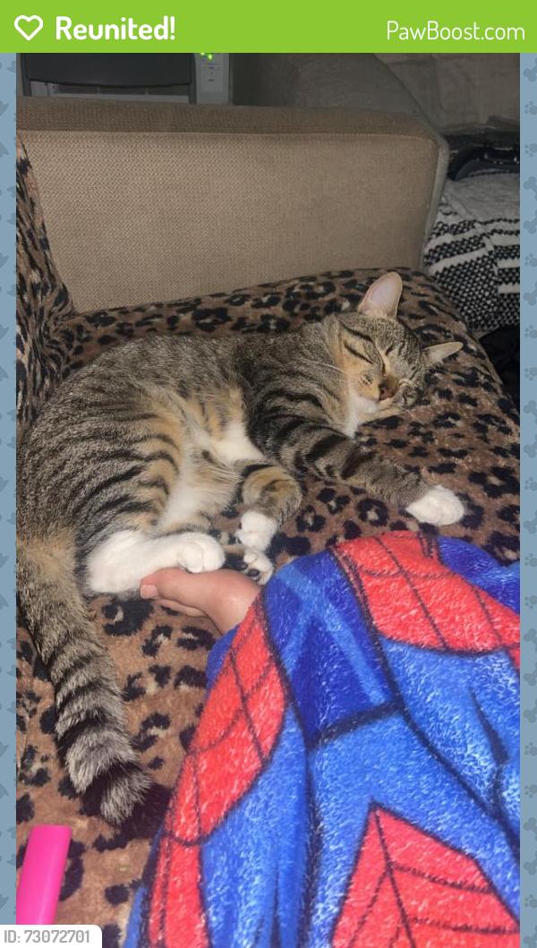 Reunited Male Cat last seen Lincoln and Woodlawn, Wichita, KS 67218