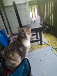 Reunited Female Cat last seen Klondyke Ave. Montford Ave, Asheville, NC 28801