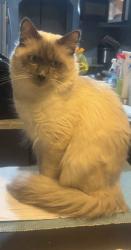 Lost Male Cat last seen Ahern dr street , , feather ave street, Vineland elementary , jones middle school, Baldwin Park, CA 91706
