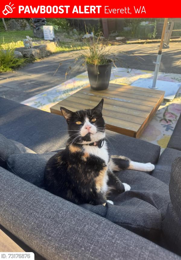 Lost Female Cat last seen Rucker Hill Park, Everett, WA 98201