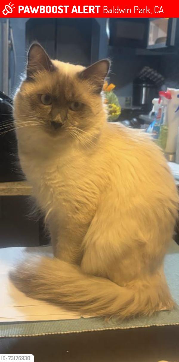 Lost Male Cat last seen Ahern dr street , , feather ave street, Vineland elementary , jones middle school, Baldwin Park, CA 91706