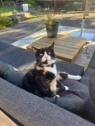 Lost Female Cat last seen Rucker Hill Park, Everett, WA 98201